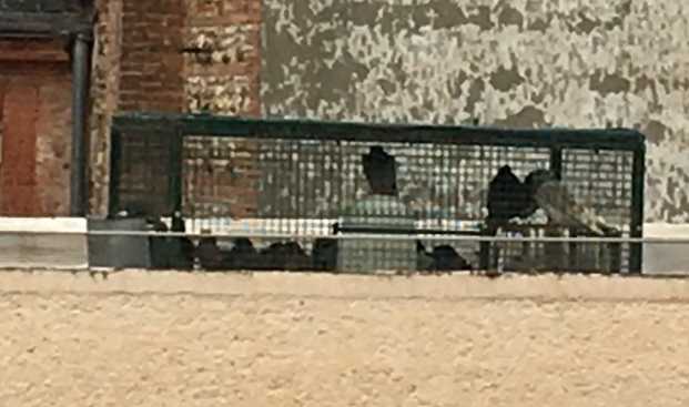 Pigeons piégés à Toulouse